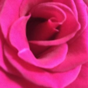 Meet your Posher, Ani